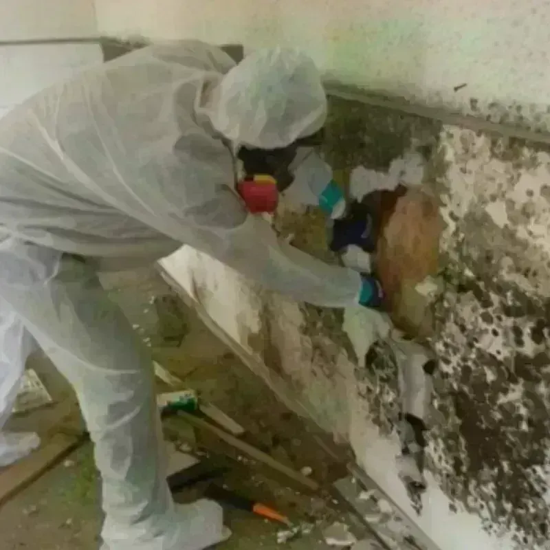 Mold Remediation and Removal in Wanatah, IN